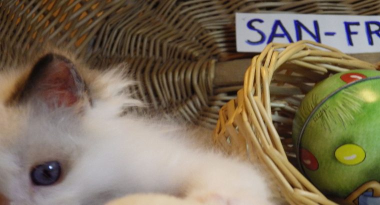 „San-Francisco” Ragdoll Boy! 🥰🥰💖