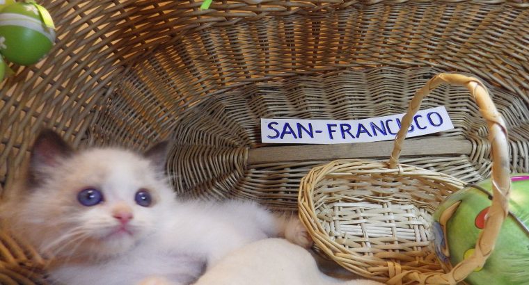„San-Francisco” Ragdoll Boy! 🥰🥰💖