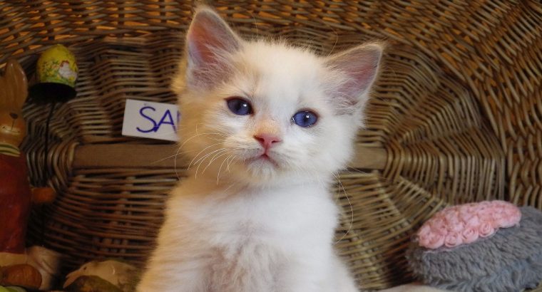 😍😍„Santa- Cruz” Ragdoll Boy! 😍😍