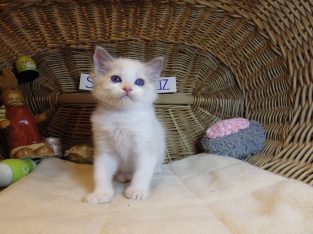 😍😍„Santa- Cruz” Ragdoll Boy! 😍😍