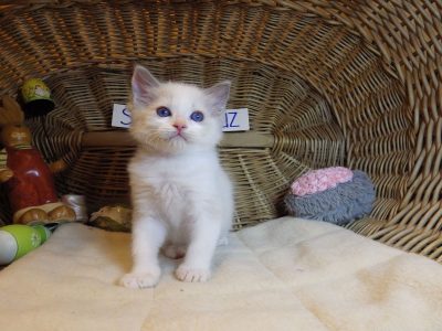 😍😍„Santa- Cruz” Ragdoll Boy! 😍😍