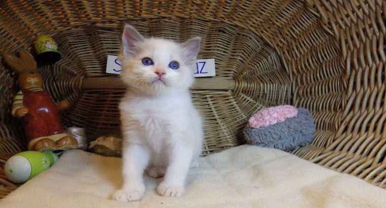 😍😍„Santa- Cruz” Ragdoll Boy! 😍😍