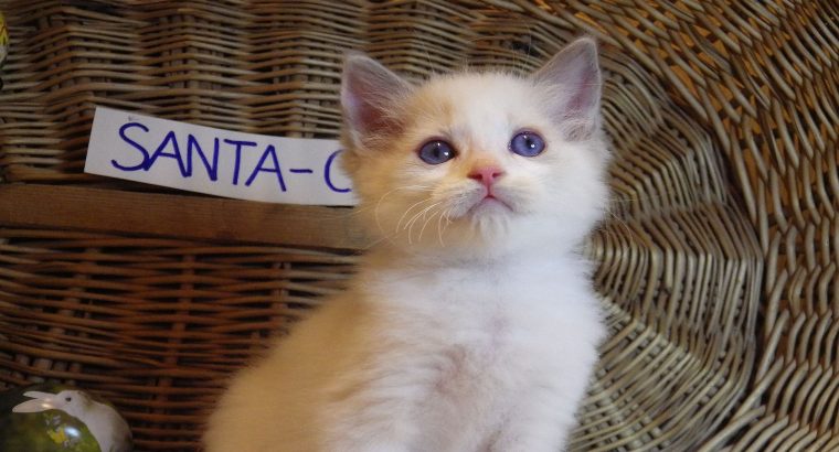 😍😍„Santa- Cruz” Ragdoll Boy! 😍😍