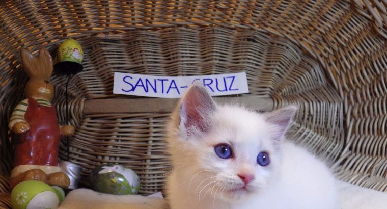 😍😍„Santa- Cruz” Ragdoll Boy! 😍😍