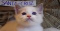 😍😍„Santa- Cruz” Ragdoll Boy! 😍😍