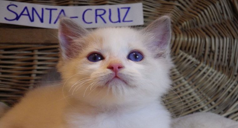 😍😍„Santa- Cruz” Ragdoll Boy! 😍😍