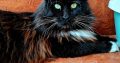 Eladó kandúr Maine Coon