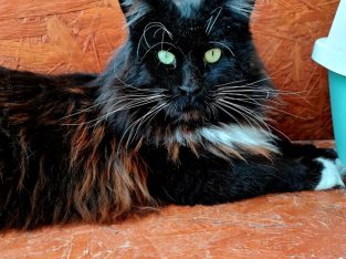 Eladó kandúr Maine Coon