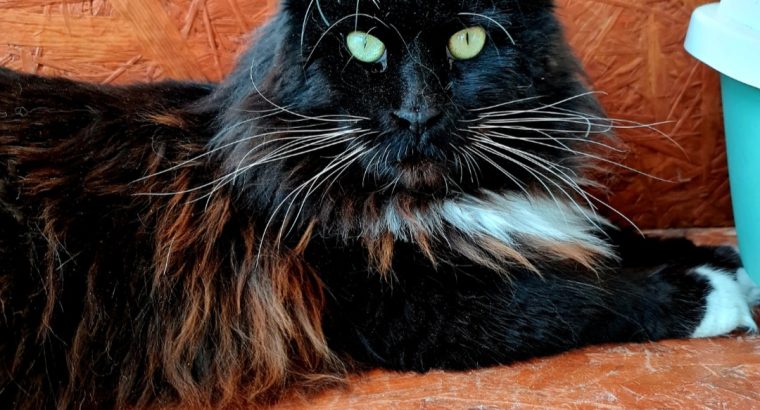 Eladó kandúr Maine Coon