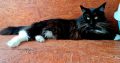 Eladó kandúr Maine Coon