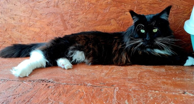 Eladó kandúr Maine Coon