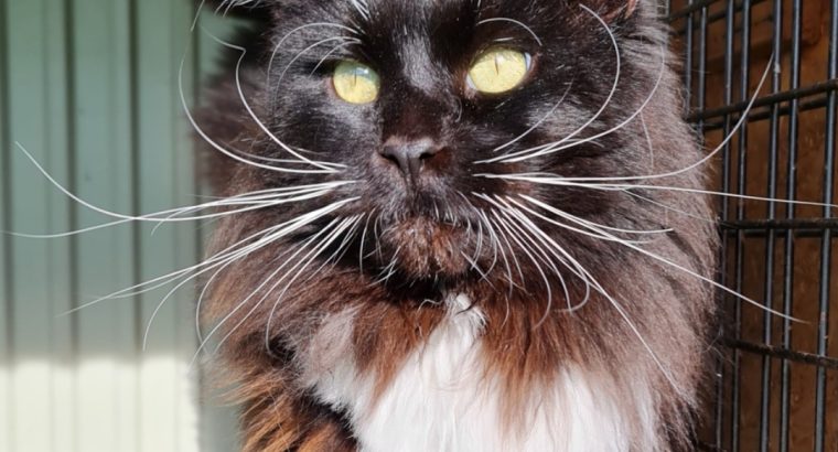 Eladó kandúr Maine Coon