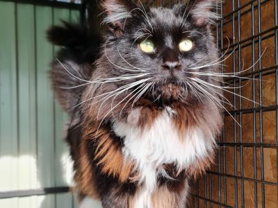 Eladó kandúr Maine Coon