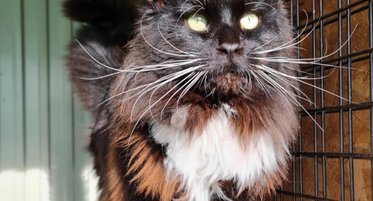 Eladó kandúr Maine Coon