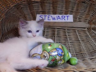 „Stewart” 🤩 Boy! 🥰💖💖 Ragdoll