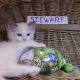 „Stewart” 🤩 Boy! 🥰💖💖 Ragdoll