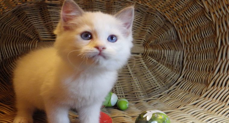 „Stewart” 🤩 Boy! 🥰💖💖 Ragdoll