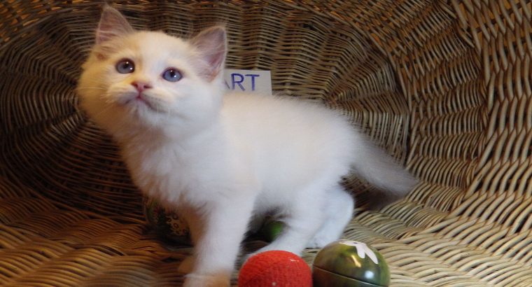 „Stewart” 🤩🥰 Ragdoll boy!