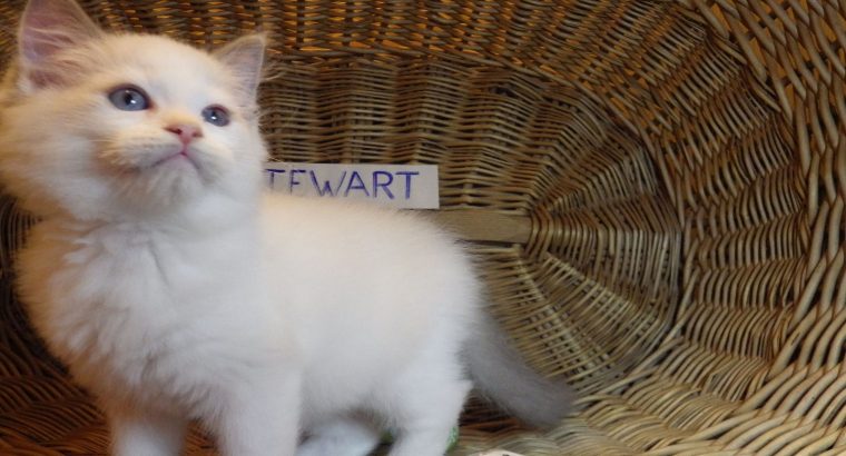 „Stewart” 🤩🥰 Ragdoll boy!