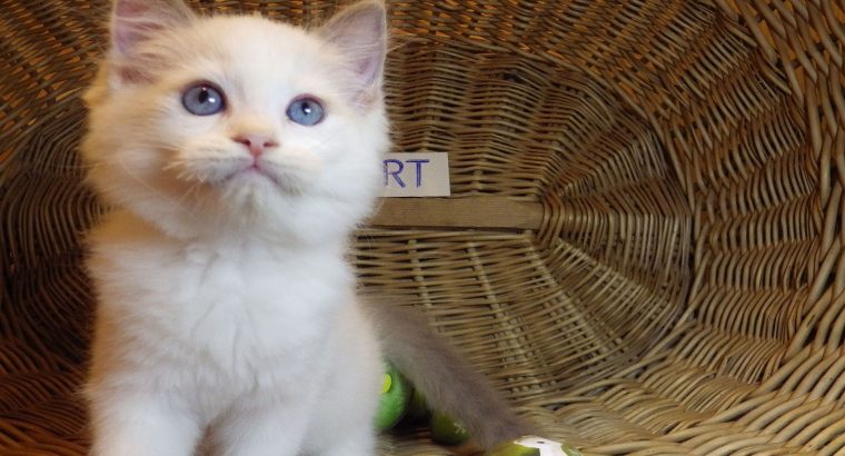 „Stewart” 🤩🥰 Ragdoll boy!