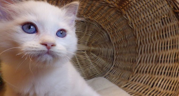 „Stewart” 🤩 Boy! 🥰💖💖 Ragdoll