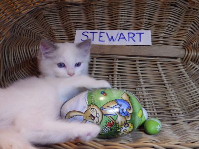 „Stewart” 🤩🥰 Ragdoll boy!