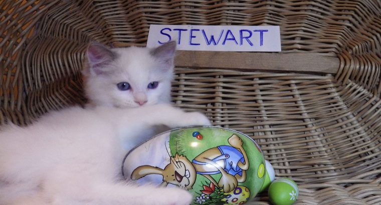 „Stewart” 🤩🥰 Ragdoll boy!
