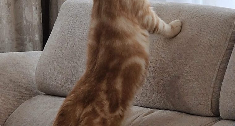 Krém-Ezüst tabby fiúcska