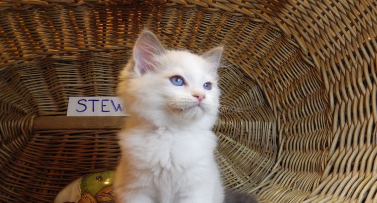 „Stewart” 🤩🥰 Ragdoll boy!