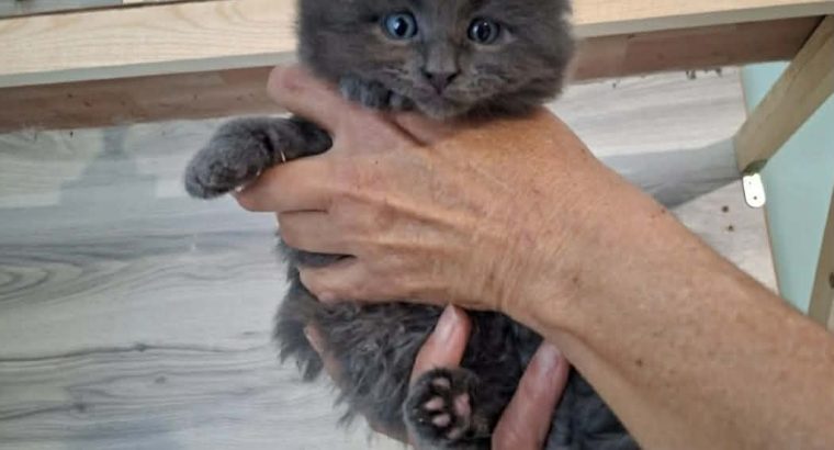 Bluecatsroyal Bagira