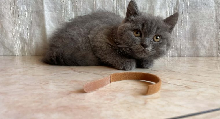 Brit rövidszőrű kandúr cica eladó