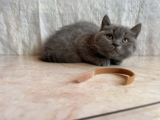 Brit rövidszőrű kandúr cica eladó