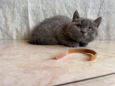 Brit rövidszőrű kandúr cica eladó