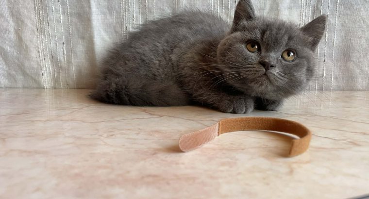 Brit rövidszőrű kandúr cica eladó