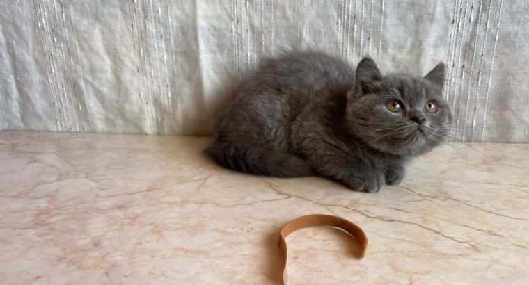 Brit rövidszőrű kandúr cica eladó