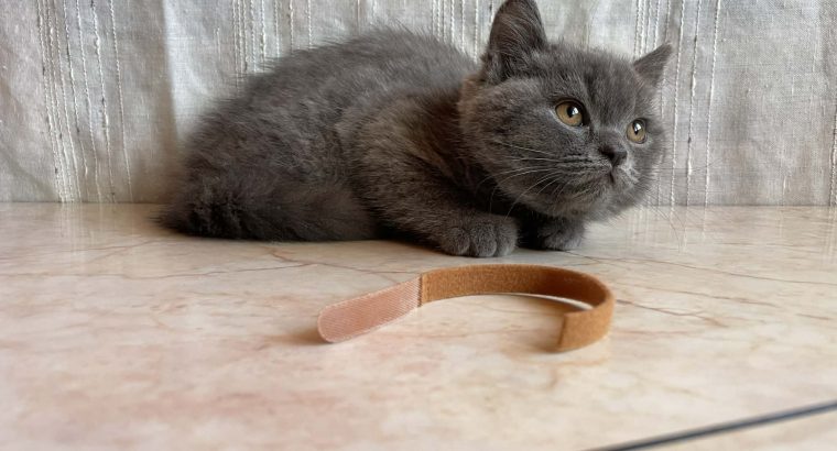 Brit rövidszőrű kandúr cica eladó