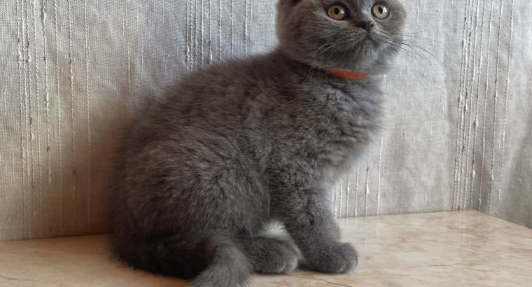 Brit rövidszőrű nőstény cica eladó