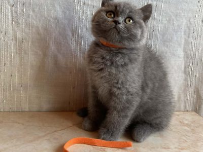 Brit rövidszőrű nőstény cica eladó