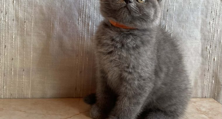 Brit rövidszőrű nőstény cica eladó