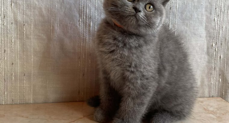 Brit rövidszőrű nőstény cica eladó