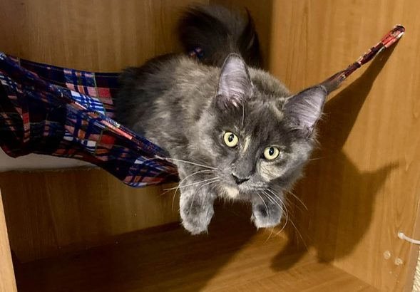 Teny. kivont anyacica jelképes áron