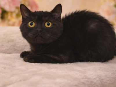 Brit rövidszőrű kislány