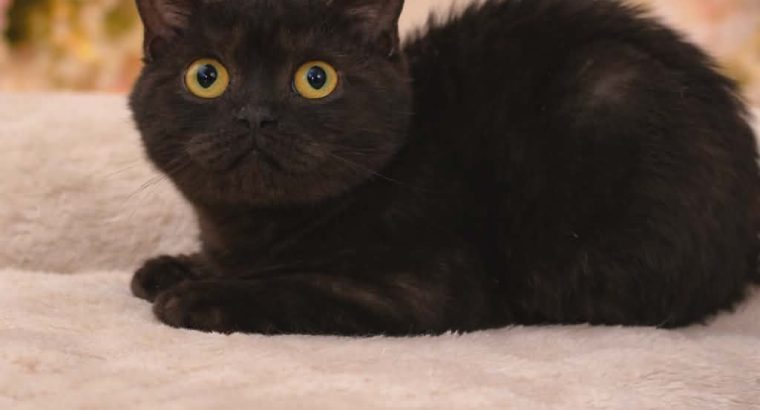 Brit rövidszőrű kislány