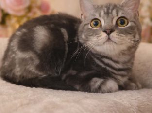 brit rövidszőrű kandúrka