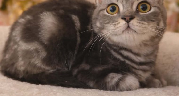 brit rövidszőrű kandúrka