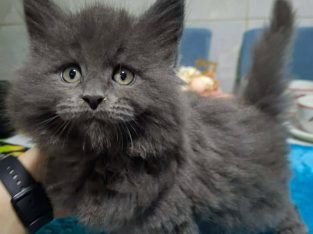 Bluecatsroyal Bagira