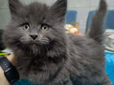 Bluecatsroyal Bagira