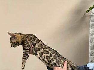 Azonnal nálad dorombolhatom