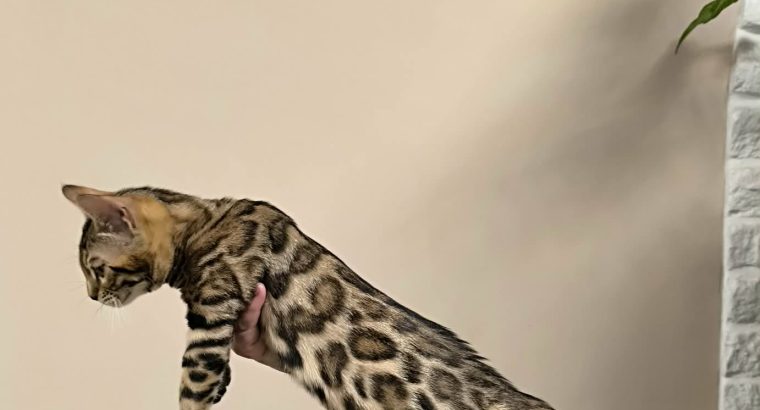 Azonnal nálad dorombolhatom