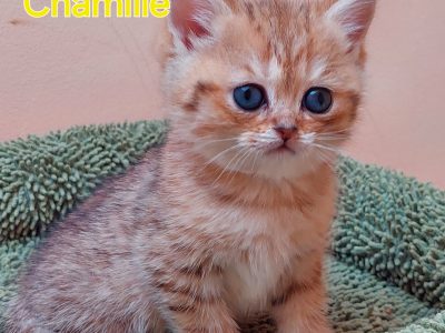 Fekete arany pöttyös kislány